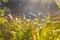 Prairie grass in light of early morning sun