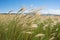 prairie grass swaying under the force of a summer breeze