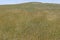 Prairie Grasses on the Great Plains