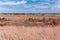 Prairie Grasses and Wetlands at Necedah