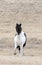 Prairie Horses Saskatchewan