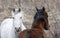 Prairie Horses Saskatchewan