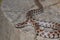 Prairie kingsnake