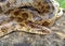 Prairie Kingsnake, Lampropeltis calligaster