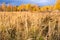 Prairie landscape with fall meadows and blue sky. Wild autumn field of tall grass