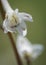 Prairie larkspur