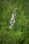 Prairie Larkspur wildflower