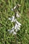 Prairie Larkspur Wildflower Close-up