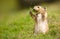 Prairie Marmot Gathering Twigs