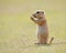 Prairie Marmot Pup Standing