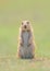 Prairie Marmot Pup Standing with Paws and Ears Down