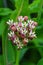 Prairie Milkweed Blossom