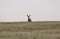 Prairie Mule Deer