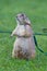 Prairie or parry dog on the green grass garden.