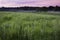 Prairie Plants at Sunrise