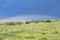 Prairie, Rain, Storm Clouds, Rainbow