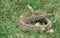 Prairie Rattlesnake