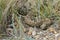 Prairie Rattlesnake