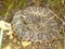 Prairie Rattlesnake Crotalus viridis