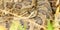 Prairie Rattlesnake (Crotalus viridis)