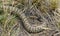 Prairie Rattlesnakes tail