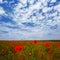 prairie with red poppy flowers under cloudy sky