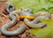 Prairie Ringneck Snake, Diadophis punctatus arnyi