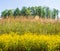 Prairie Scene