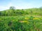 Prairie Scene - Wisconsin