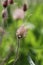 Prairie Smoke 2 - Geum triflorum