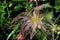 Prairie Smoke   21420