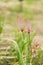 Prairie Smoke