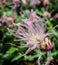 Prairie Smoke Flower Macro