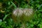 Prairie smoke flower in the wild nature, close-up