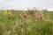 Prairie Smoke flowers in a field