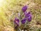 Prairie smoke, mayflower, early bloomers