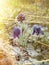 Prairie smoke, mayflower, early bloomers