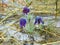 Prairie smoke, mayflower, early bloomers