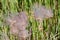 Prairie Smoke plant seed head