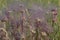 Prairie Smoke plant seed head