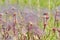 Prairie Smoke plant seed head