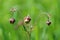 Prairie smoke wildflower in the meadow