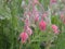 Prairie Smoke Wildflowers