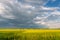 Prairie storms sweep over canola fields