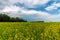 Prairie storms sweep over canola fields