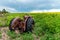 Prairie storms sweep over canola fields