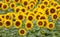 Prairie Sunflower Field