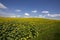 Prairie Sunflower Field