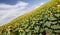 Prairie Sunflower Field