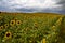 Prairie Sunflower Field